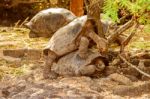 Giant Tortoises Mating In Darwin Station, Galapagos Stock Photo