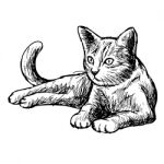 Freehand Sketch Illustration Of Little Cat Stock Photo