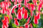 Crystal Ball With Red-white Tulips In Flowers Field Stock Photo
