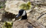 Beautiful Isolated Picture Of A Young Family Of Canada Geese Stock Photo