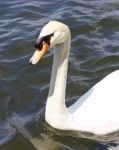 The Close-up Of The Mute Swan Swimming In The Lake Stock Photo