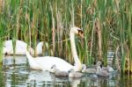 Couple White Swans With Young Cygnets Stock Photo