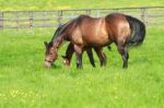 Mare And Foal Grazing Stock Photo