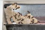 Wasp Nest With Wasps Sitting On It. Wasps Polist Stock Photo