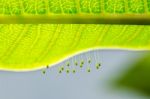 Eggs Of Green Lacewing Stock Photo