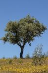 Quercus Ilex Tree Stock Photo