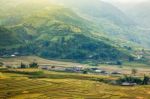 Close Up Rice Fields On Terraced Of Yellow Green Rice Field Landscape Stock Photo