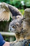 Eurasian Eagle-owl (bubo Bubo) Stock Photo