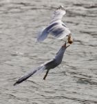 Beautiful Jump Of The Gull For The Food Stock Photo