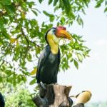 Sunda Wrinkled Hornbill In Thailand Stock Photo
