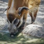 Red River Hog (potamochoerus Porcus) Stock Photo