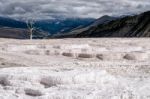 Dead Tree At Mammoth Hot Springs Stock Photo