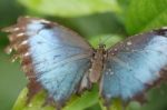 Macro Shot Of  Blue Morpho Butterfly Perched On A Leaf.  Focus O Stock Photo