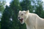 Very Beautiful Background With The Screaming White Lion Stock Photo