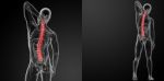 3d Rendering Human Spine Anatomy Stock Photo