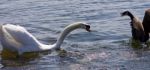 Beautiful Isolated Photo Of The Amazing Fight Between The Canada Goose And The Swan Stock Photo