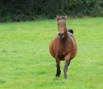 Fat Horse Galloping Stock Photo