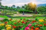 Garden Flowers, Mae Fah Luang Garden Locate On Doi Tung In Chiang Rai,thailand Stock Photo