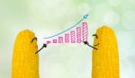 Couple Corn Drawing Business Graph Stock Photo