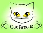 Cat Breeds Indicates Offspring Breeding And Bred Stock Photo