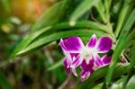 Purple Orchid With Natural Green Stock Photo