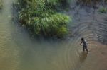A Boy Walking In The Shallow Waters Of The Bharatha River Stock Photo