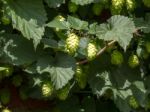 Cluster Of Hops Stock Photo