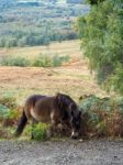 Exmoor Pony Grazing In The  Ashdown Forest In Autumn Stock Photo