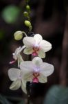 Orchid Flowering In Tenerife Stock Photo