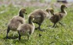 Beautiful Isolated Photo Of A Family Of The Canada Geese Stock Photo