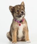 Mixed Siberian Husky Puppy Stock Photo