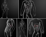 3d Rendering Illustration Of Adrenal Anatomy Stock Photo