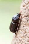 Rhinoceros Beetle Stock Photo