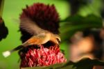 Hummingbird Stock Photo
