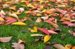 Bird Cherry (prunus Padus) Tree Leaves In Autumn In East Grinste Stock Photo