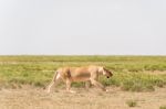 Lion In Serengeti National Park Stock Photo