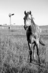 Horse In The Paddock Stock Photo