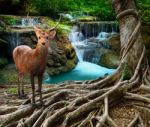 Sambar Deer Standing Beside Bayan Tree Root In Front Of Lime Stone Water Falls At Deep And Purity Forest Use For Wild Life In Nature Theme Stock Photo