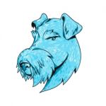 Bingley Terrier Head Drawing Stock Photo