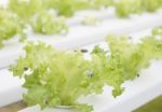 Frillice Iceberg Plants On Hydrophonic Farm Stock Photo