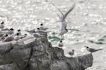 White-fronted Tern (sterna Striata) Stock Photo