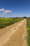 Dirt Road In The Middle Of A Yellow Field Of Flowers Stock Photo
