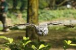 Owl In Flight Stock Photo