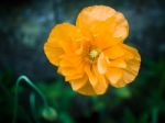 Orange Welsh Poppy Flower (meconopsis Cambrica) Stock Photo