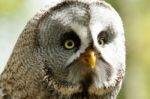 Tawny Owl Eyes Close Up Stock Photo
