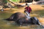 Chiangmai ,thailand - November 16 : Mahout Take A Bath Elephant Stock Photo