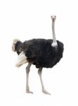 Ostrich Isolated Stock Photo