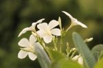 White Flower Bunch Stock Photo