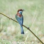 Blue-throated Bee-eater Stock Photo