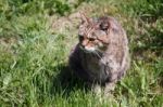 Scottish Wildcat Stock Photo